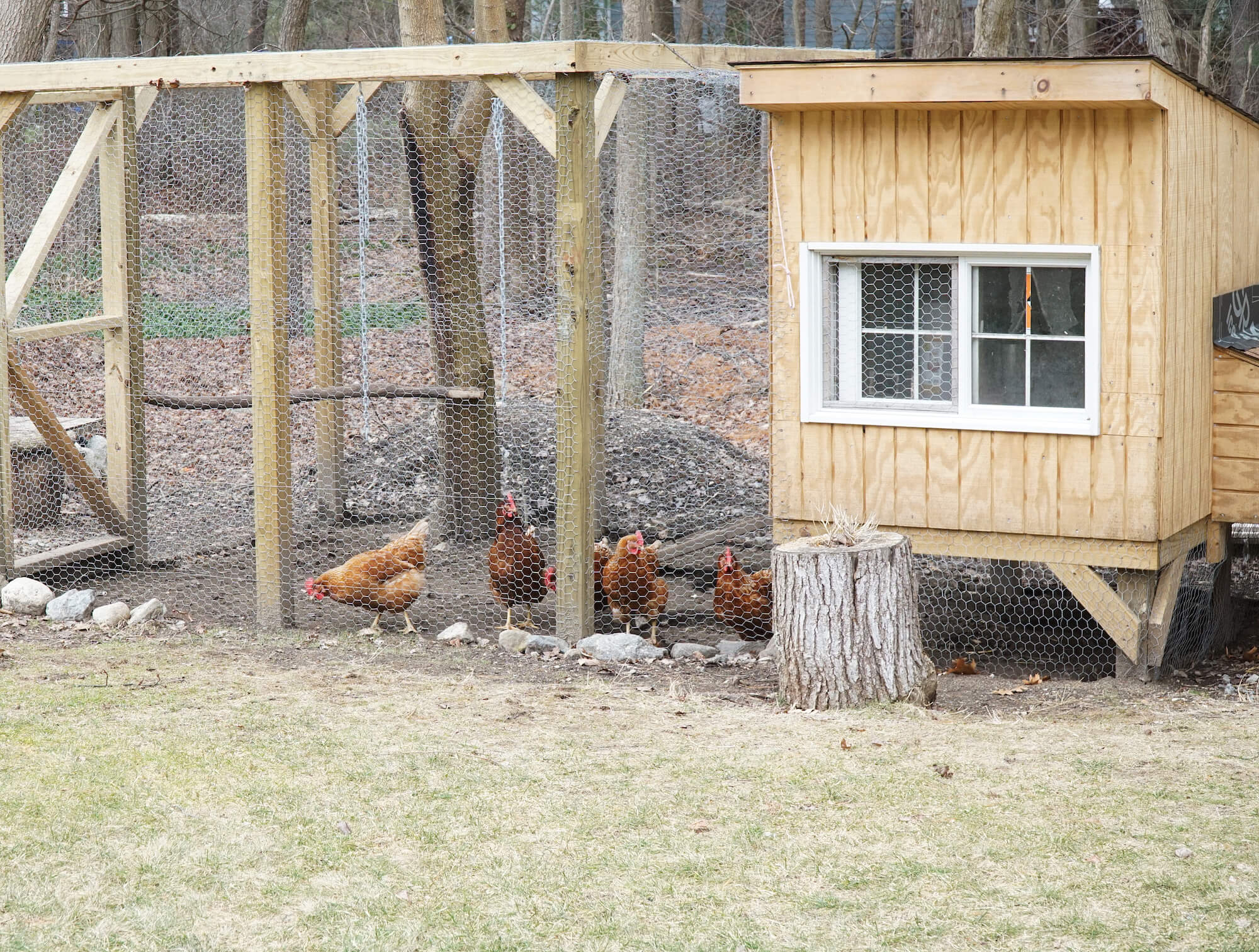 How Much Does a Chicken Coop Cost