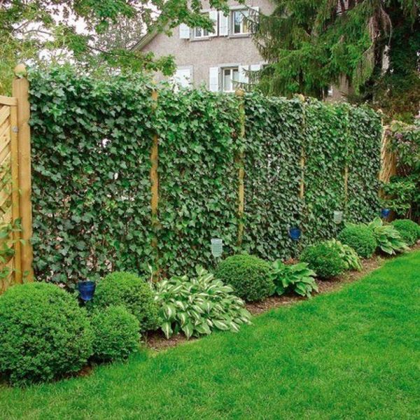 Living Privacy Fence