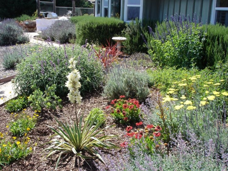 Drought Tolerant Landscaping Drought Tolerant Landscaping Ideas